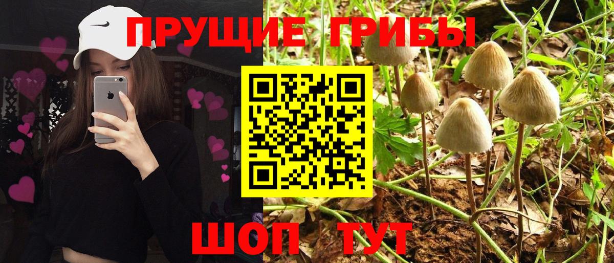 Елец  Псилоцибиновые грибы мицелий  Вход с VPN 